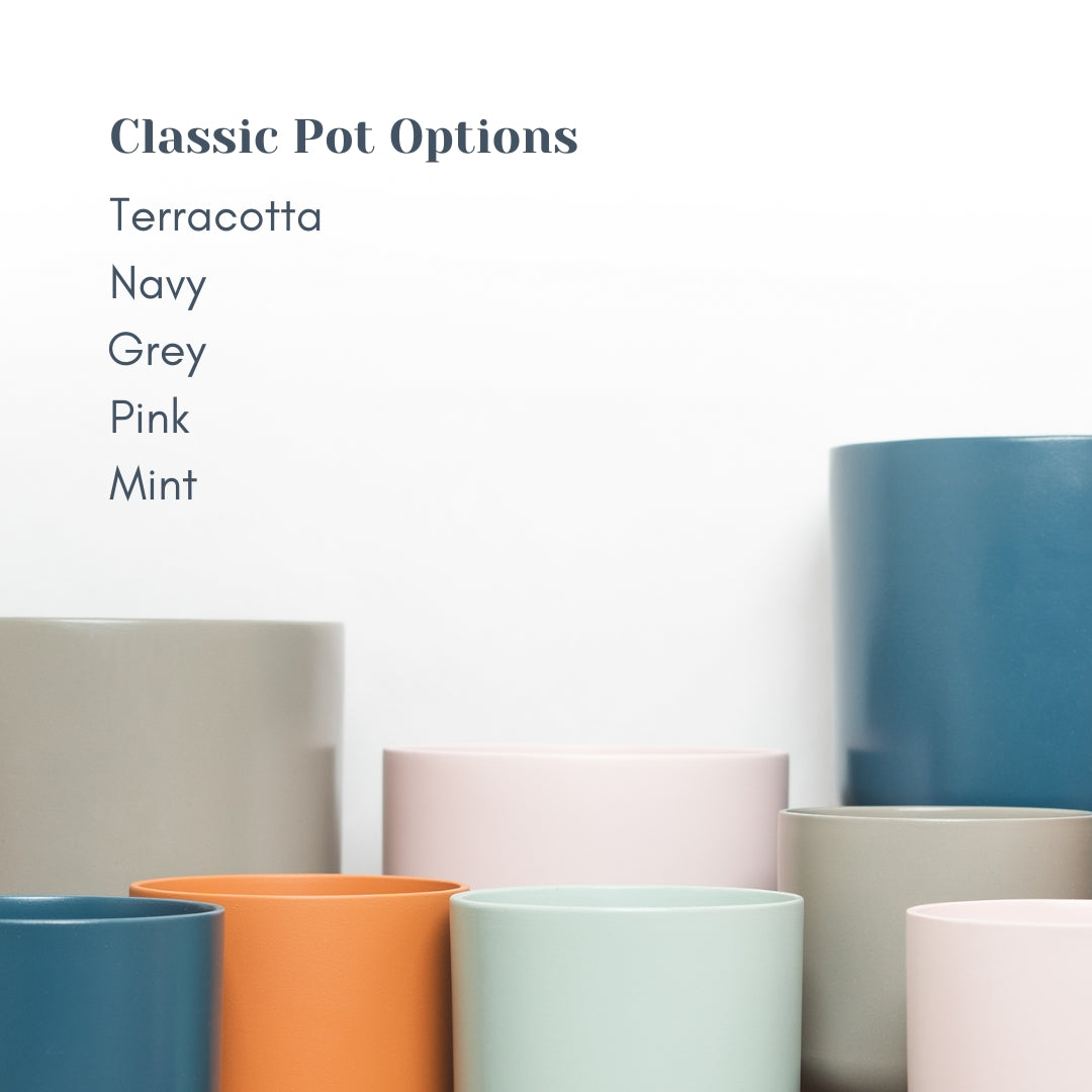 Burgundy Rubber Plant