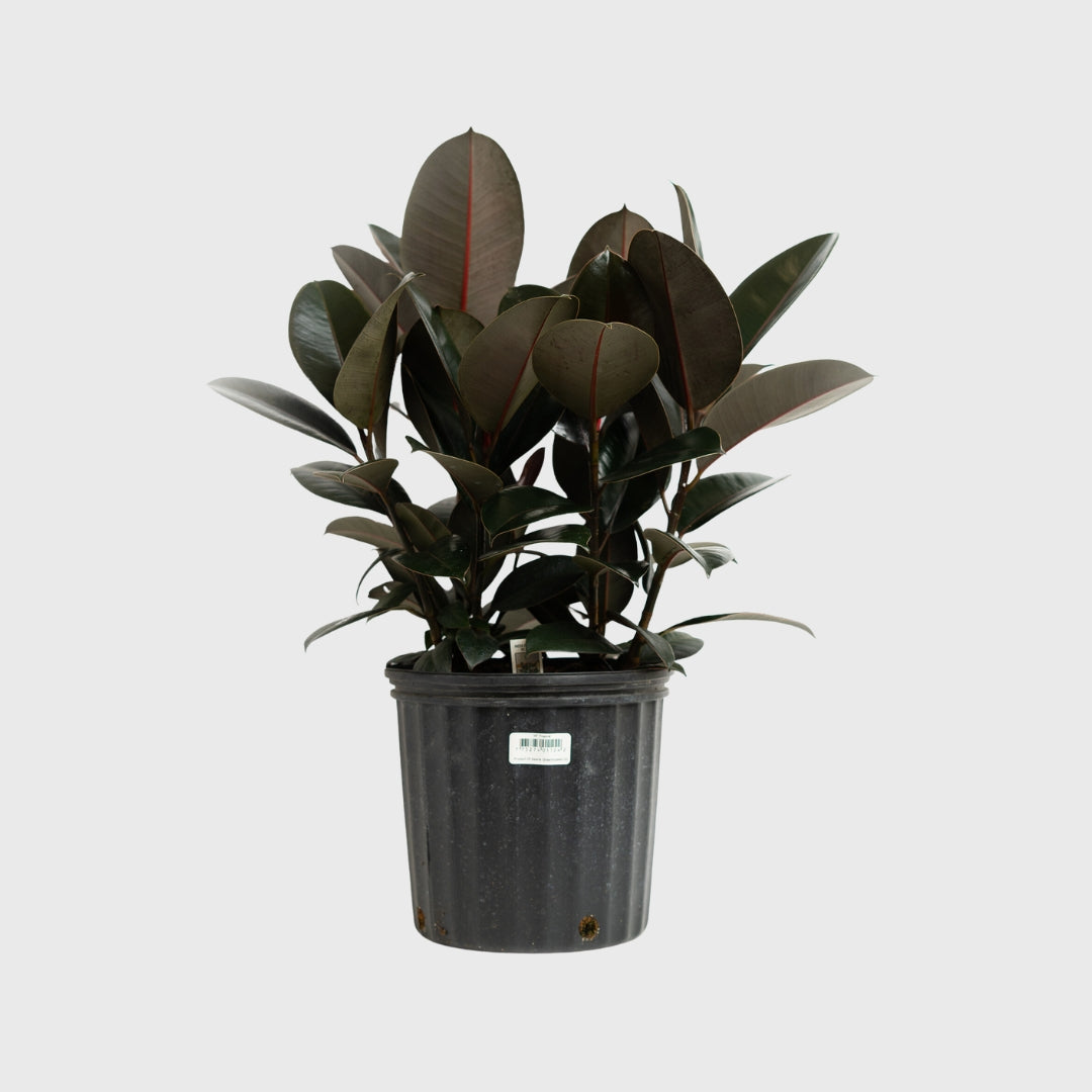 Burgundy Rubber Plant