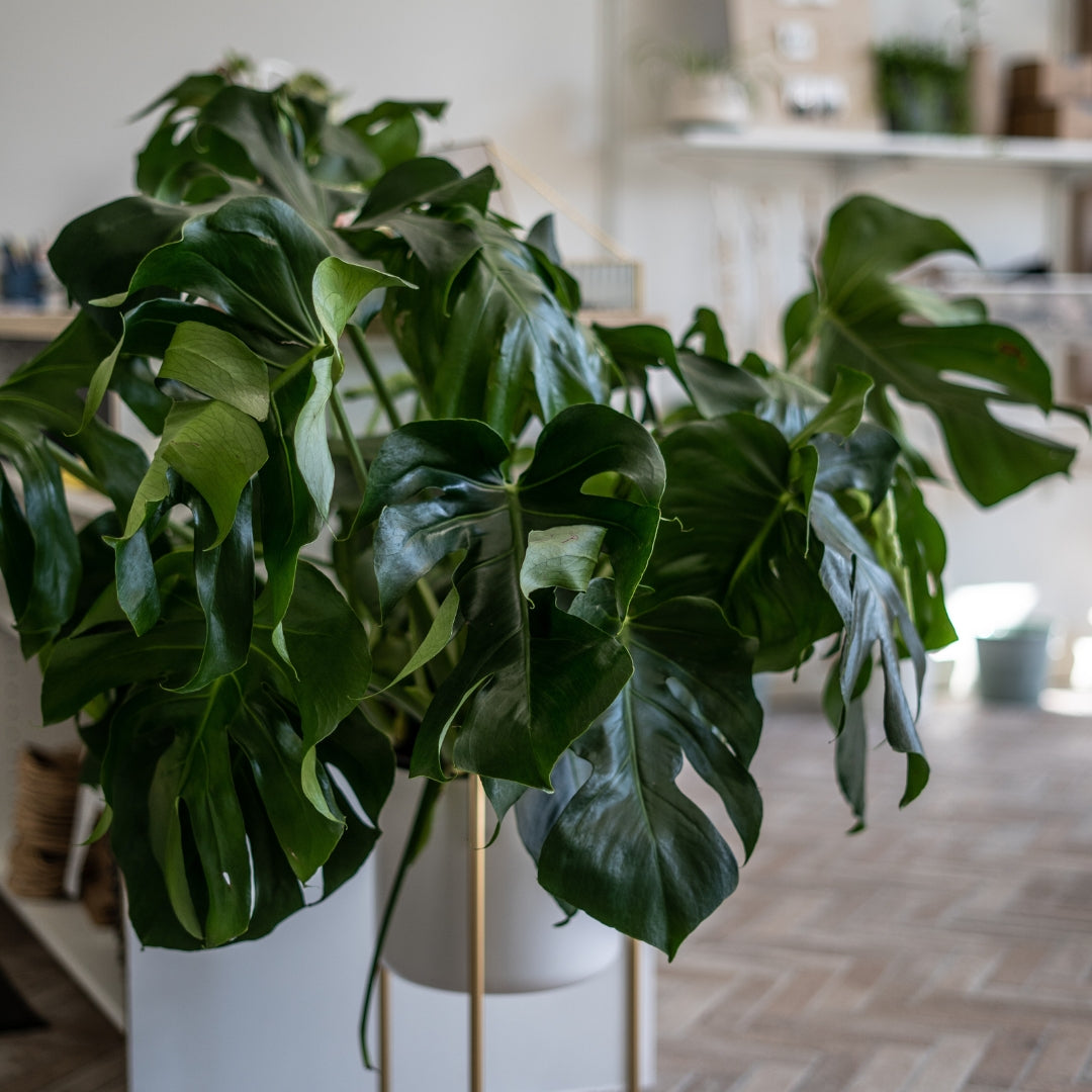 Monstera Plant
