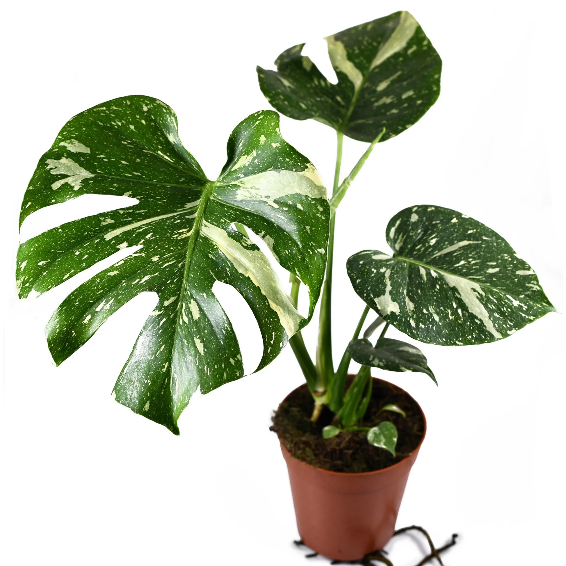 Thai Constellation 6" Monstera Plant