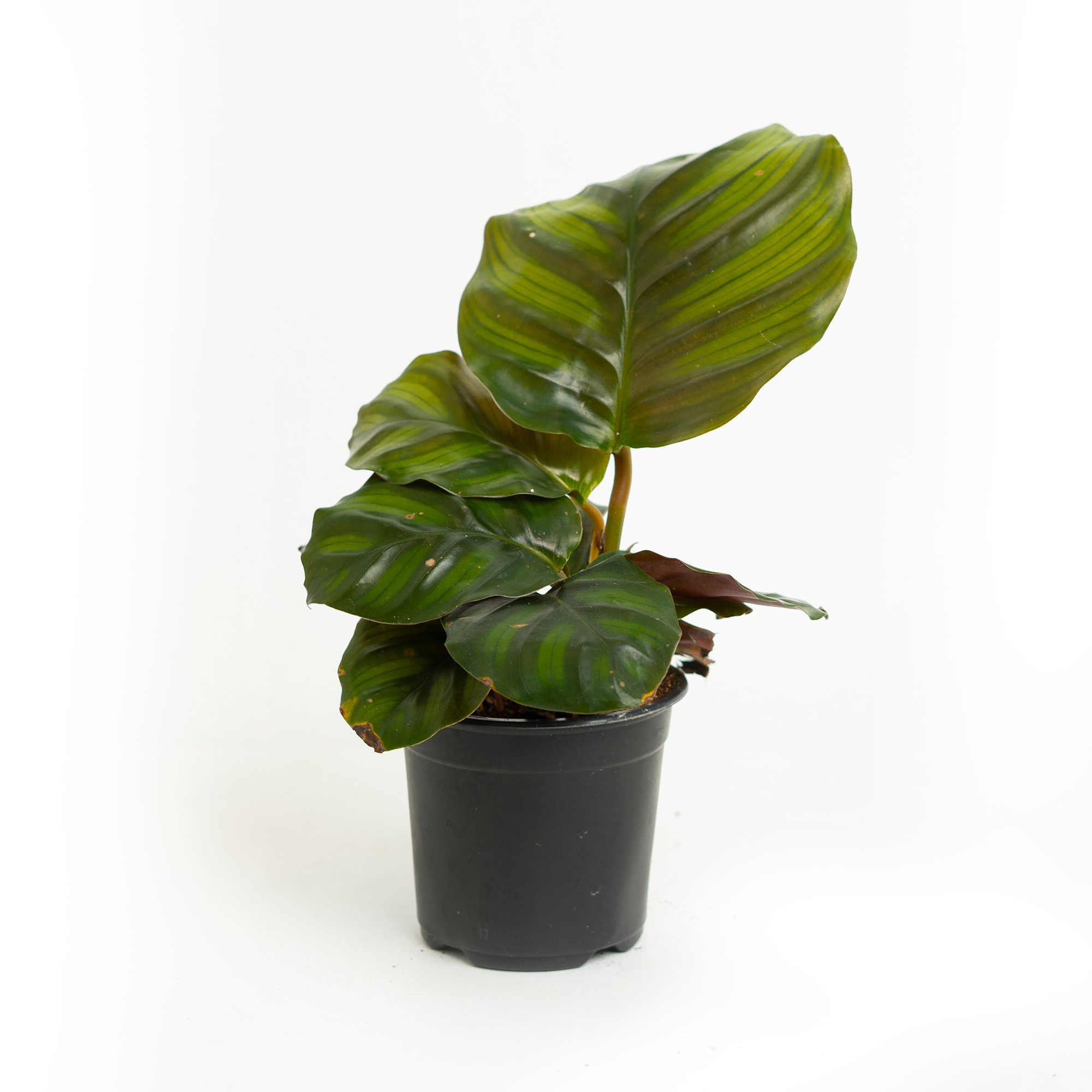 Striped Calathea