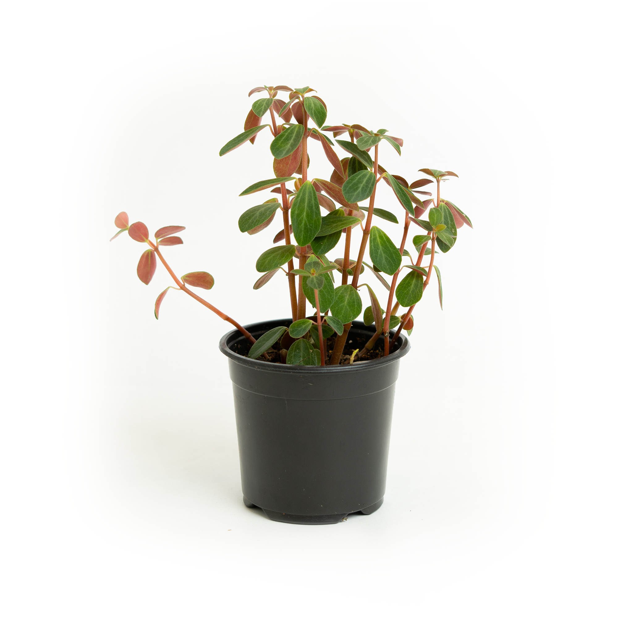 Peperomia Redlog