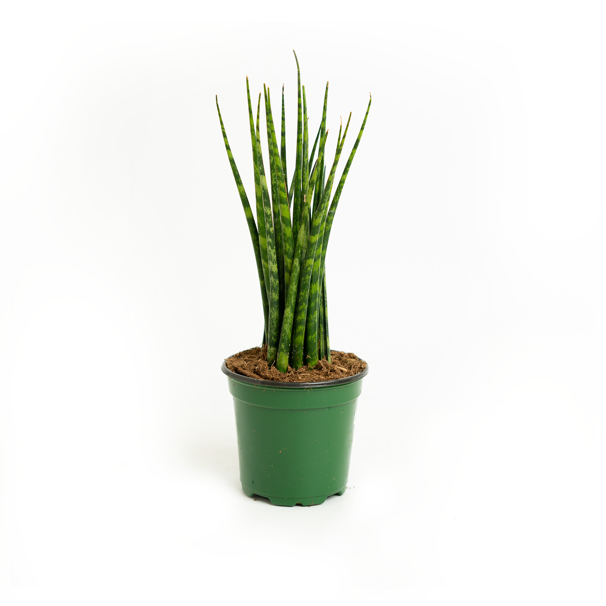 Sanseveria Mikado