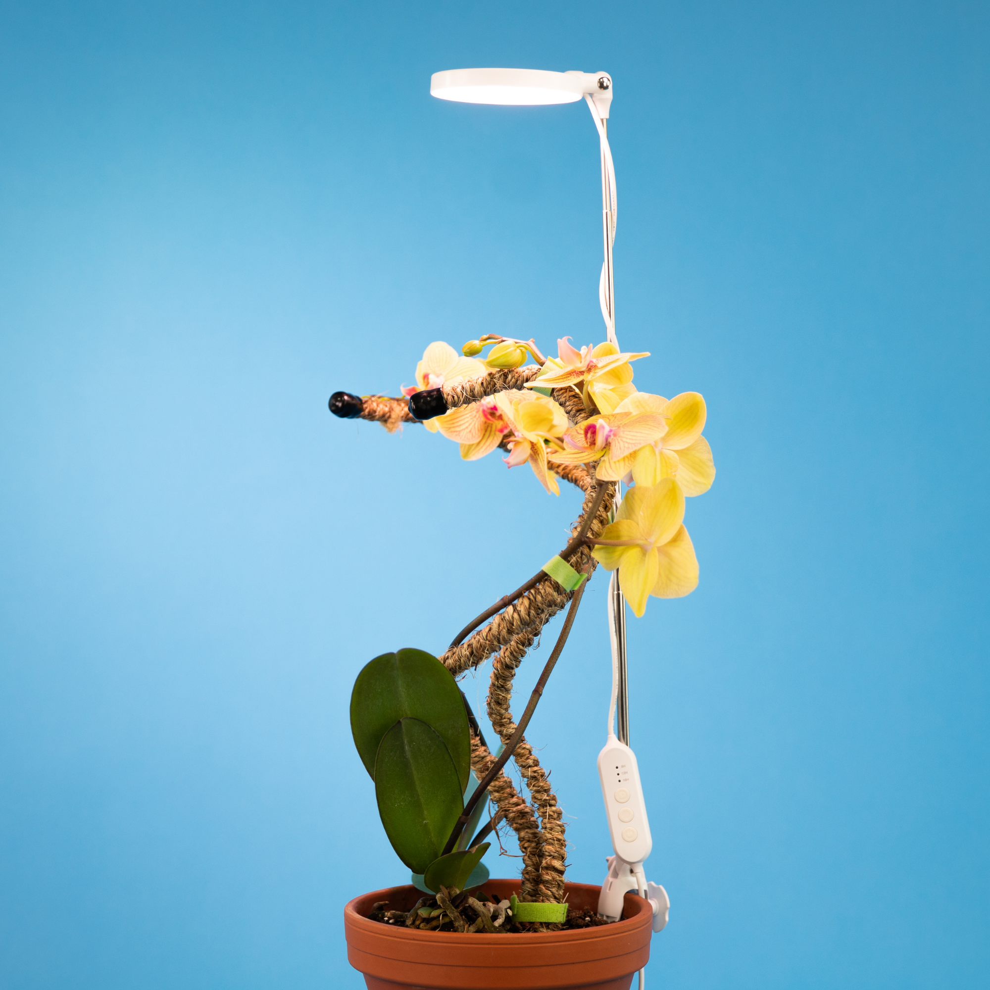 Mossify LED Plant Light: White