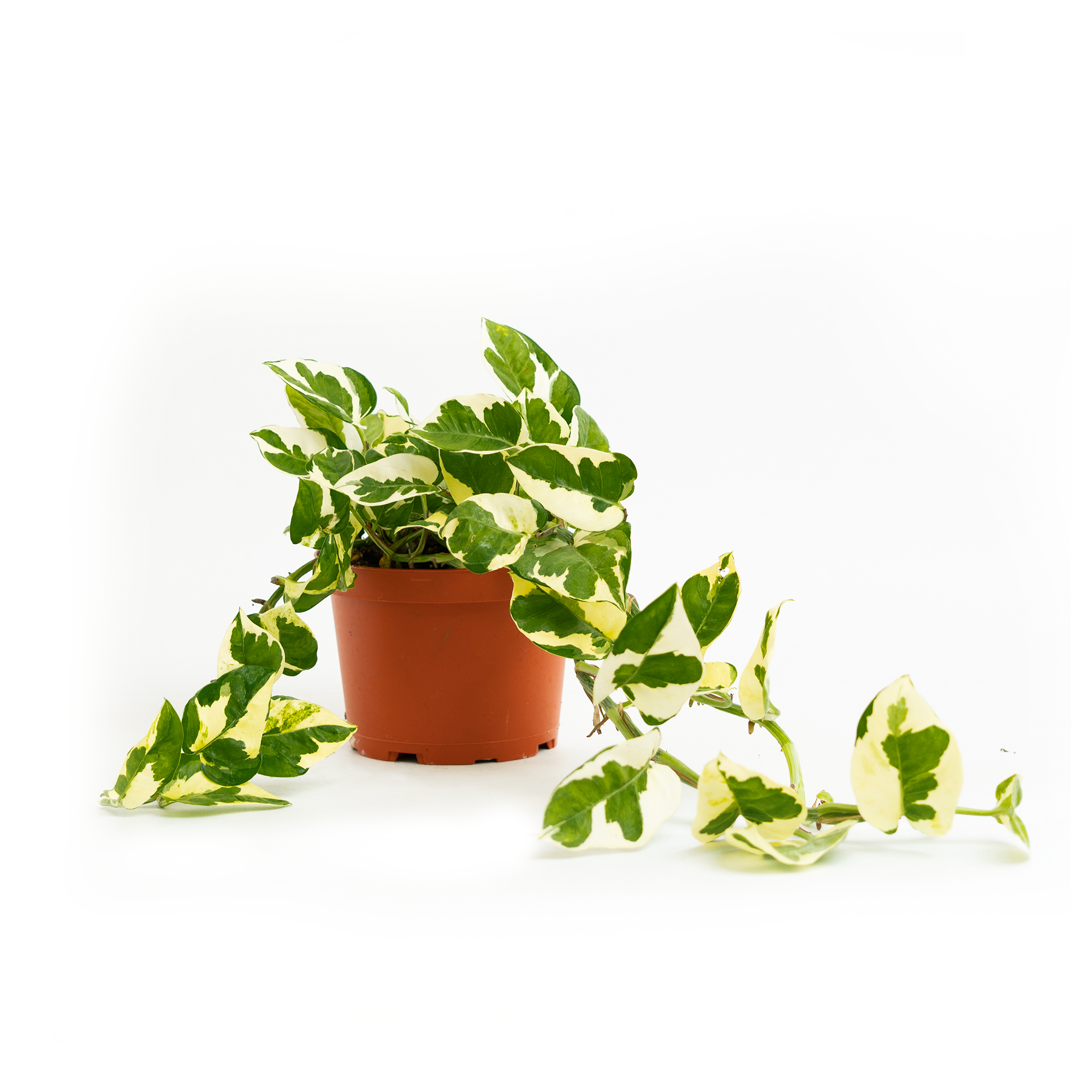 N'Joy Pothos