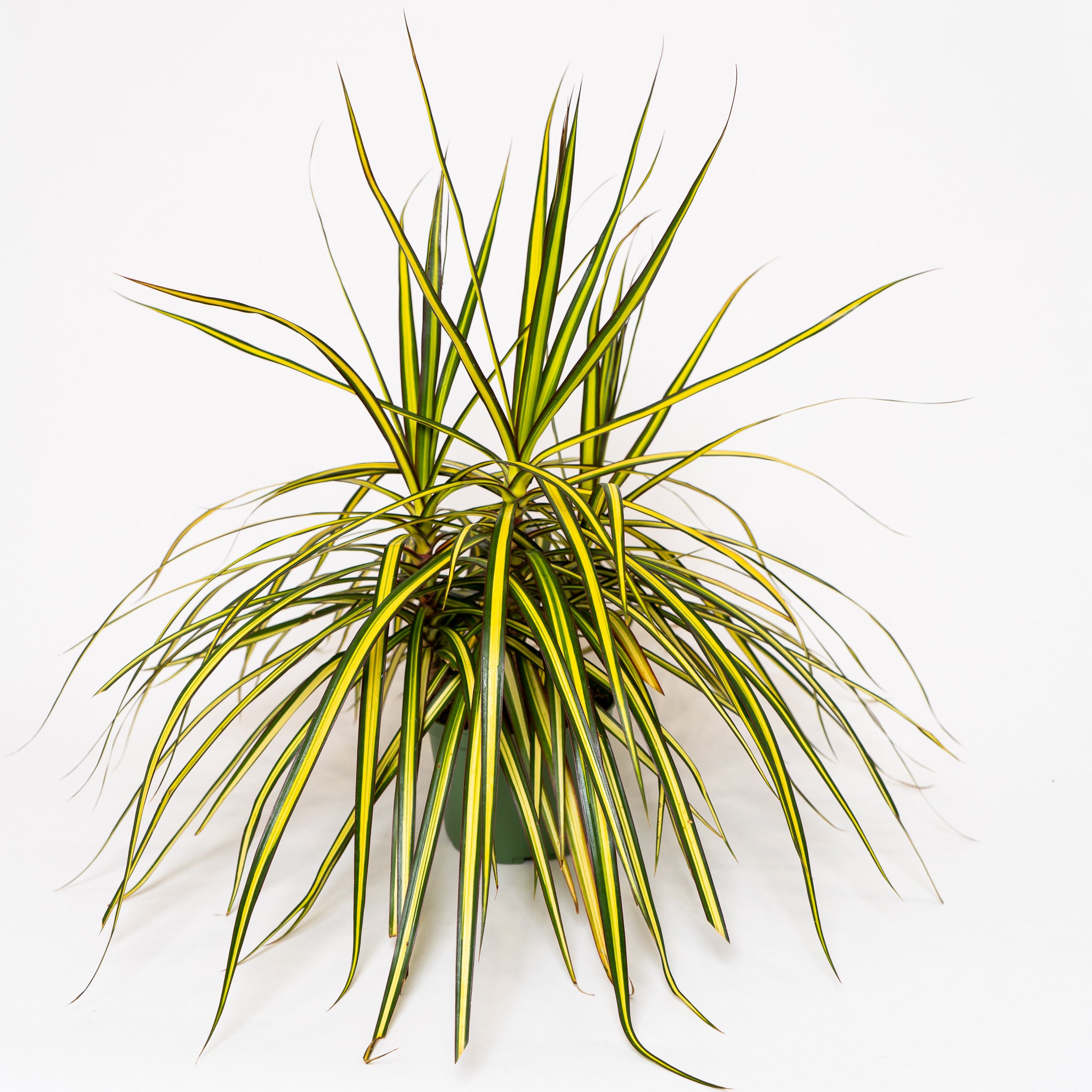 Dracaena Kiwi Tips