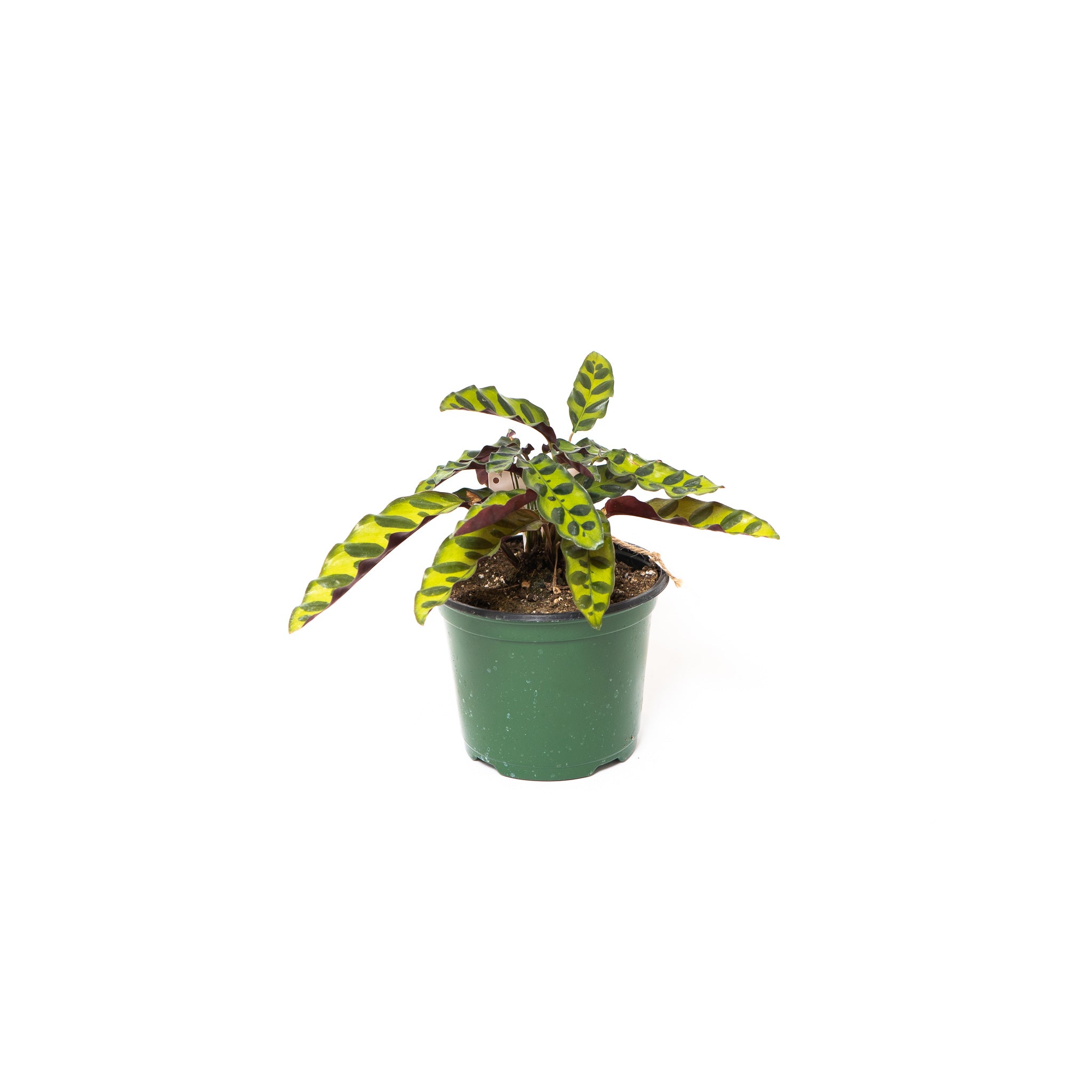 Rattle Snake - Calathea Lancefolia