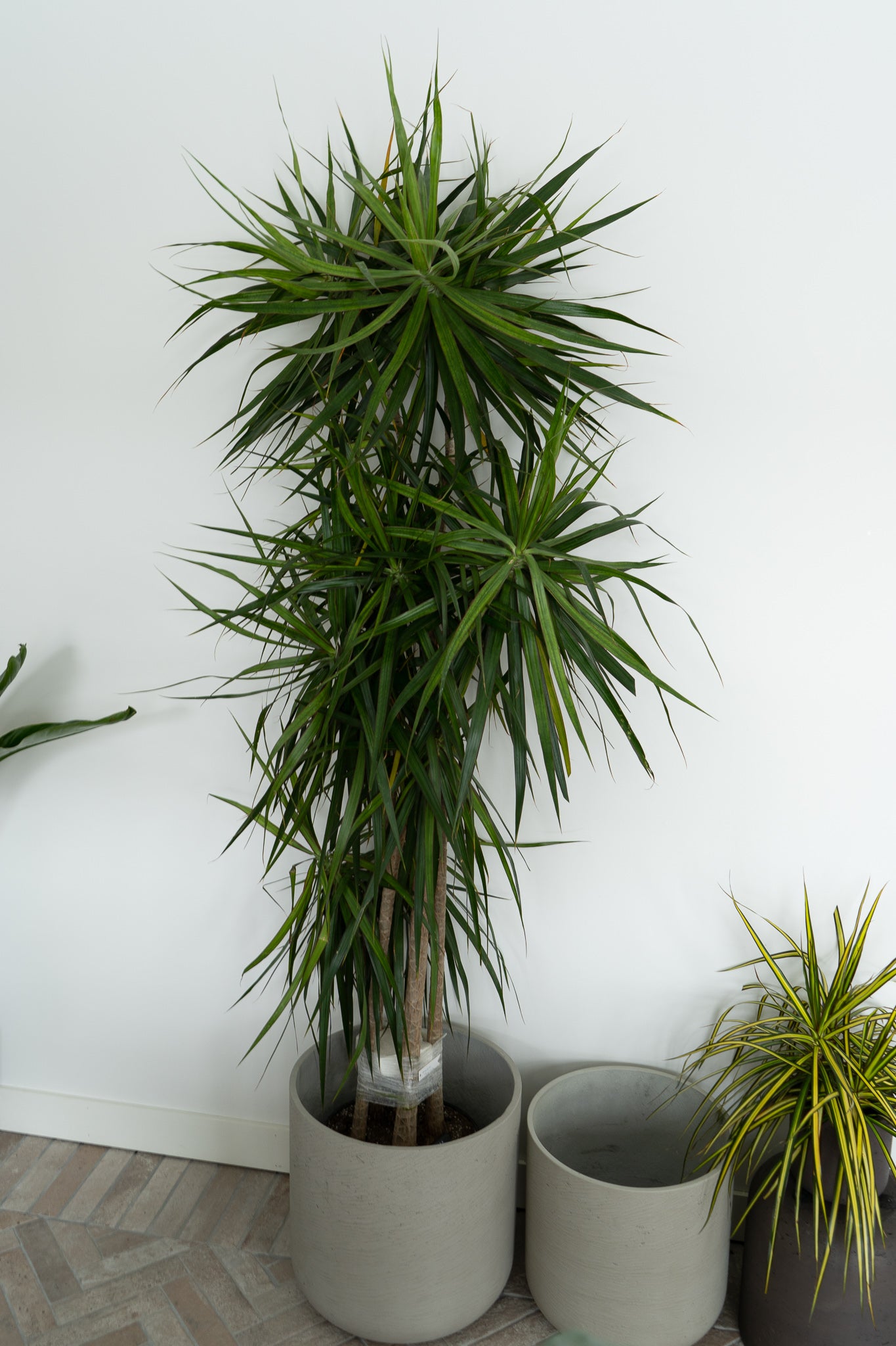 Dracaena Marginata