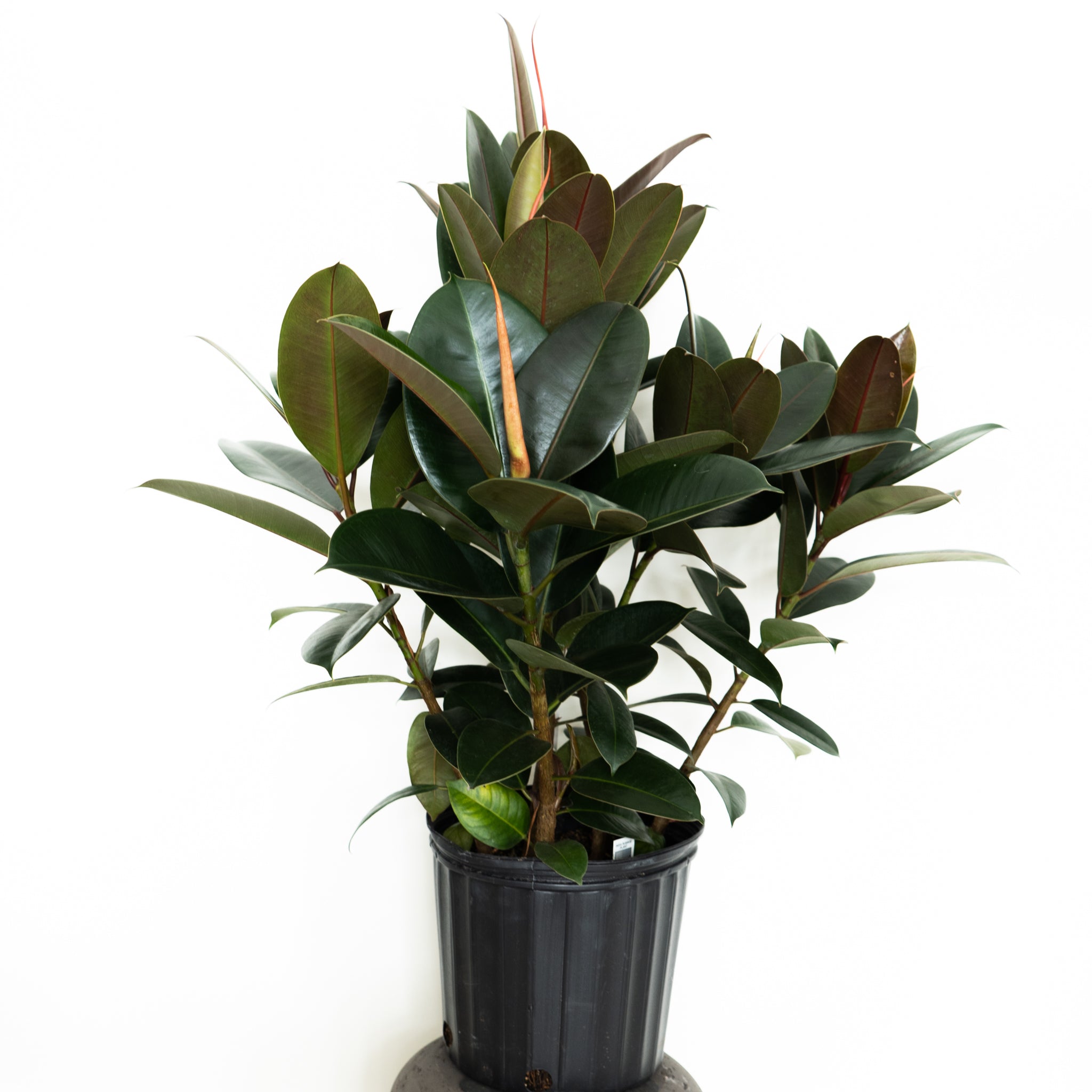 Rubber Plant Melany