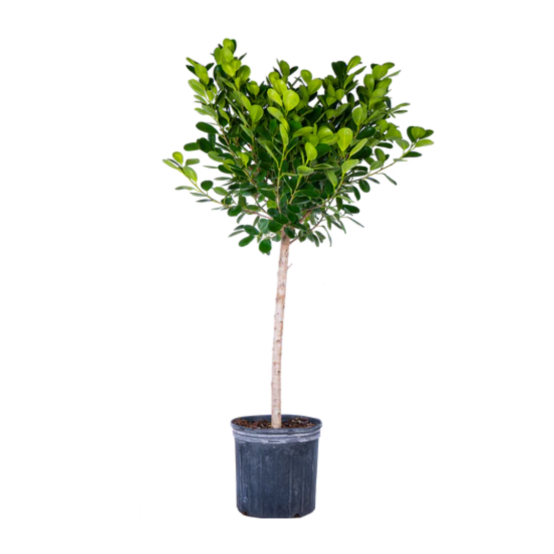 Ficus Moclame Tree