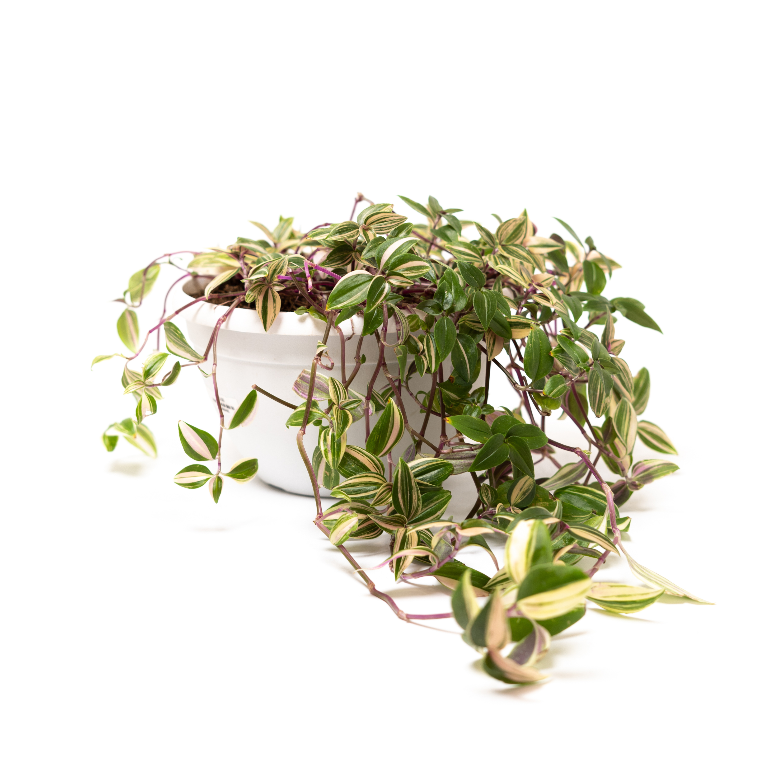 Tradescantia Quadricolour