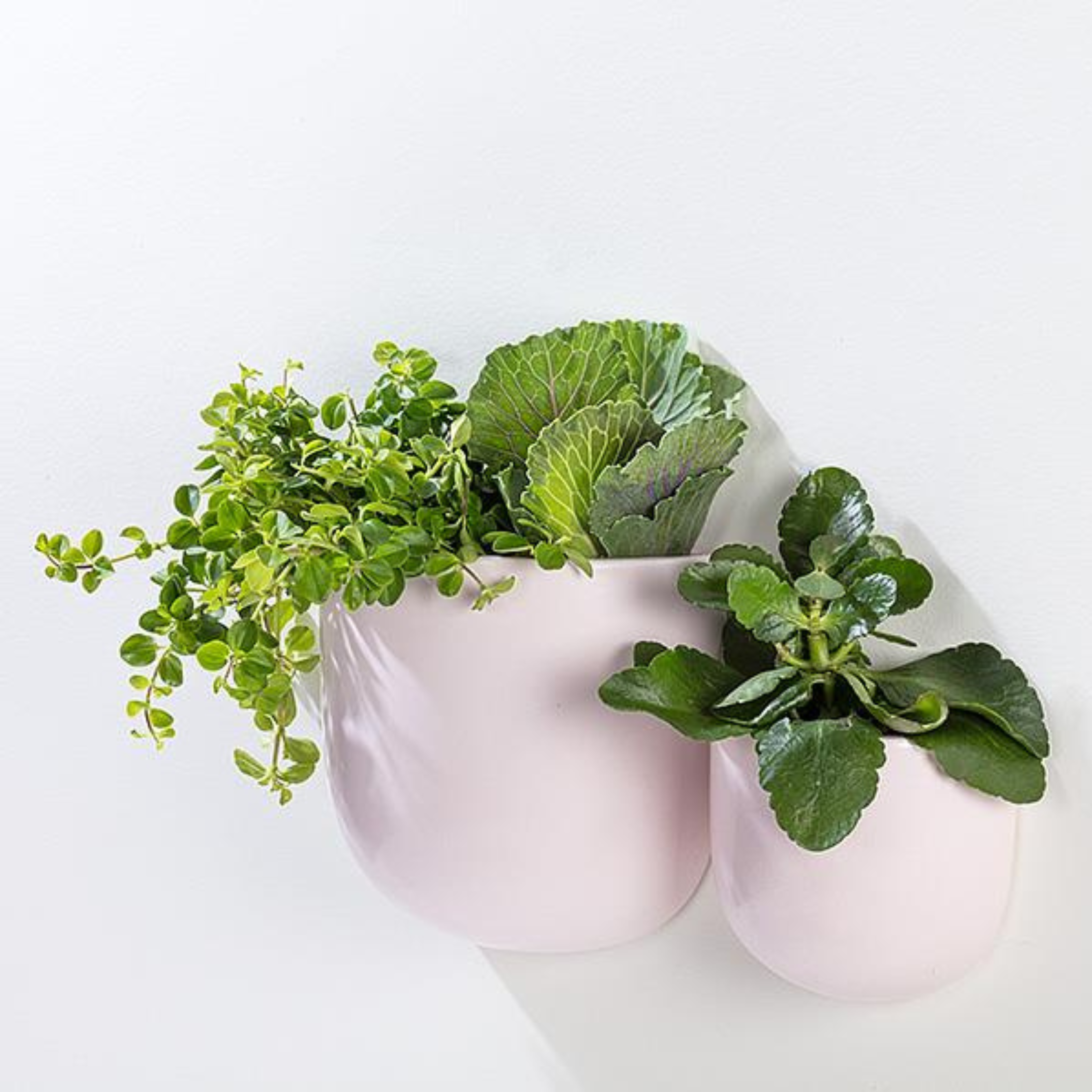 Pink Ceramic Wall Planter