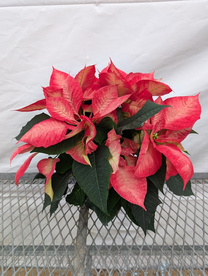 6" Poinsettia