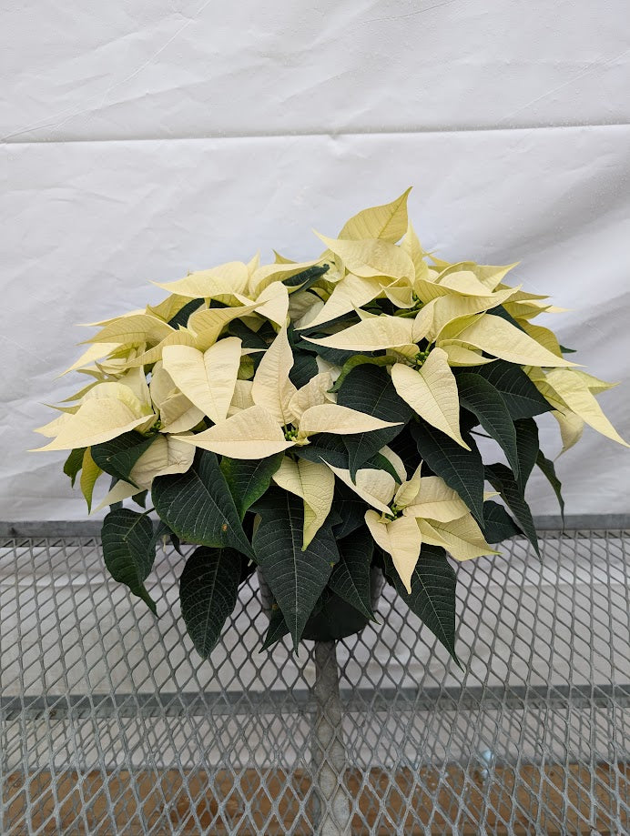 8" Poinsettia