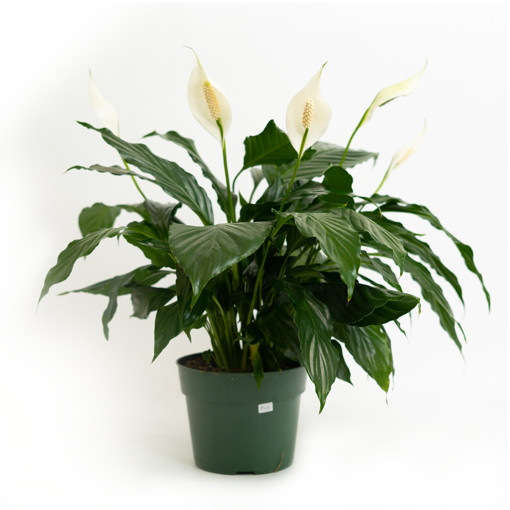 Peace Lily 6 Inch