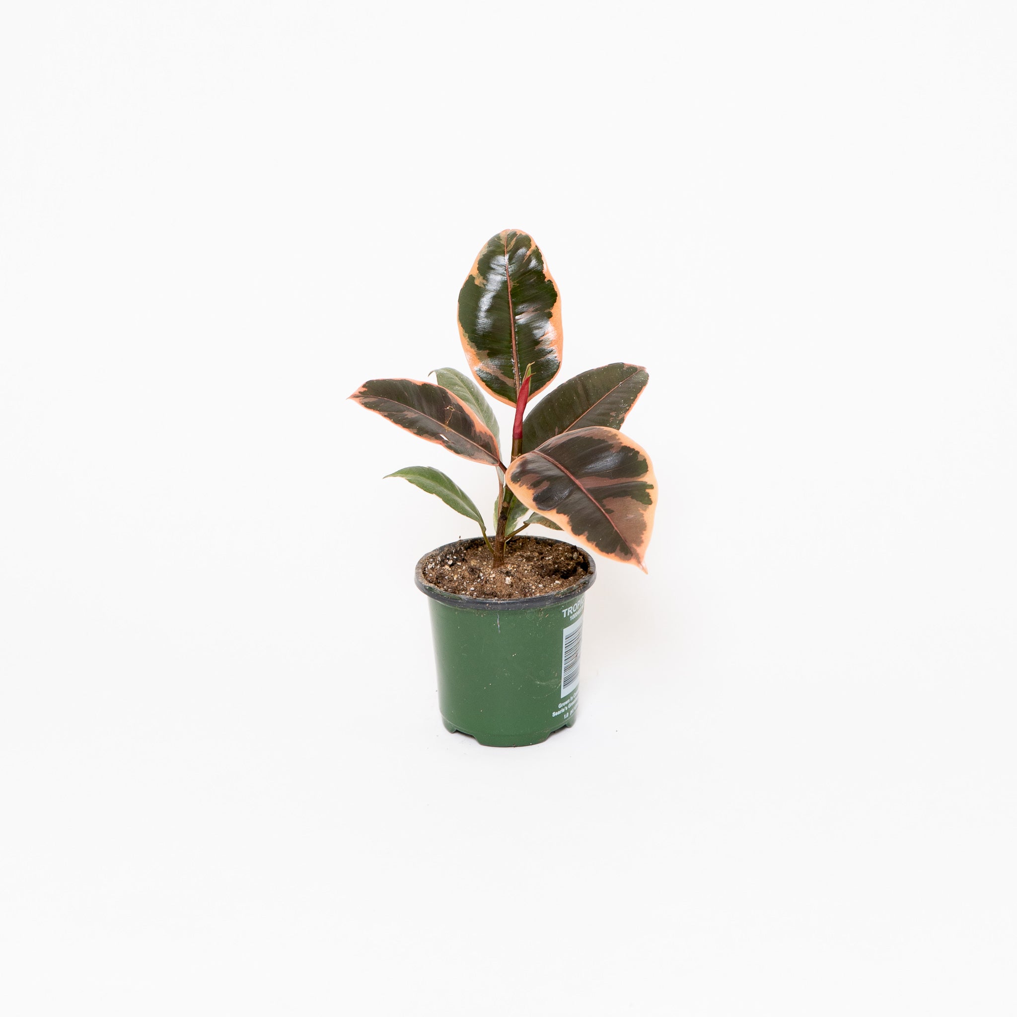 Rubber Plant Ruby 4 Inch