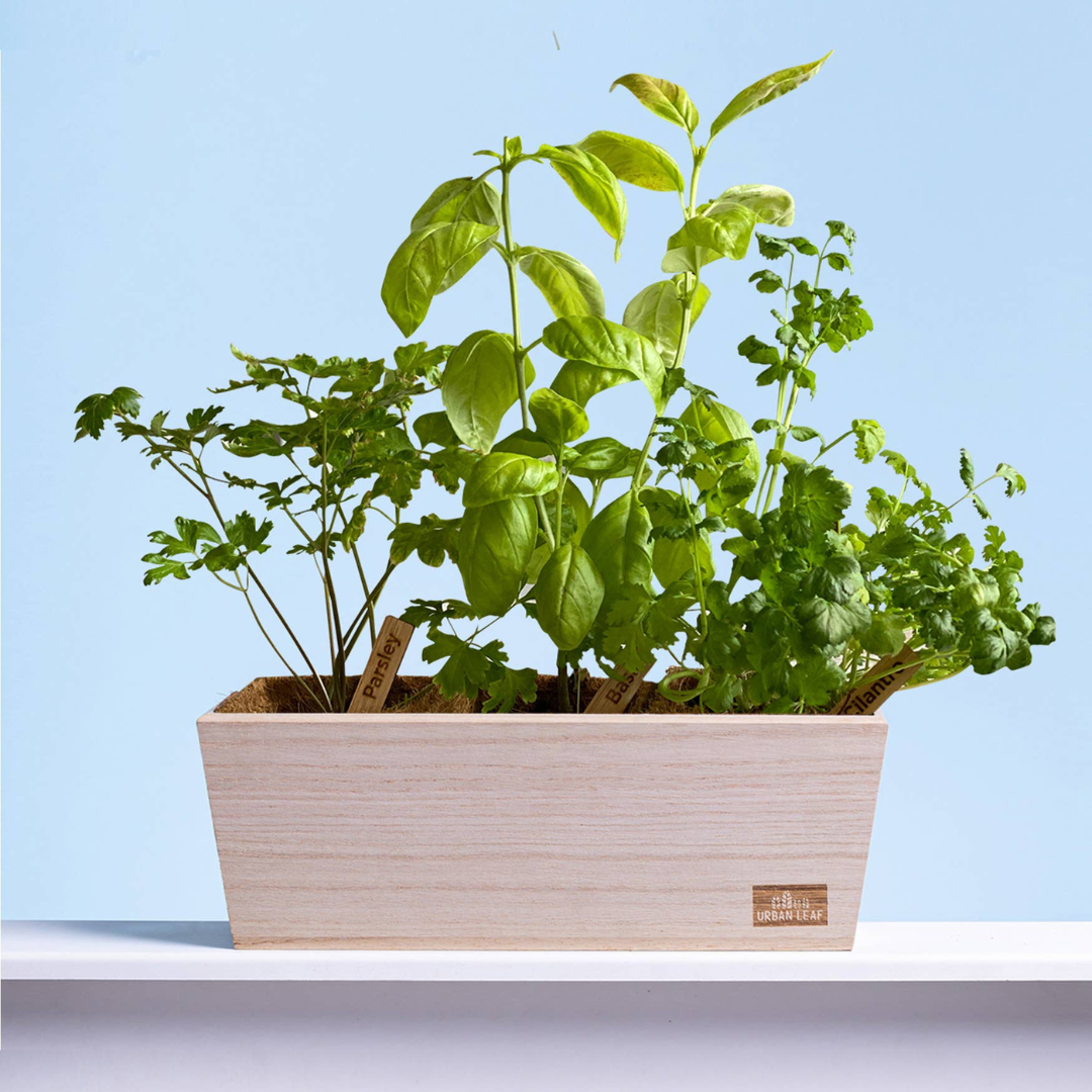Culinary Herb Garden Trio Kit